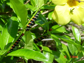 Filename=1190.jpg
Filesize=780KiB
Dimensions=2048x1536
Date added=Sep 15, 2019 1190.jpg