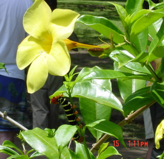 Filename=1192.jpg
Filesize=729KiB
Dimensions=1561x1519
Date added=Sep 15, 2019 1192.jpg