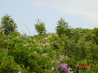 Filename=930.jpg
Filesize=770KiB
Dimensions=2048x1536
Date added=Sep 15, 2019 930.jpg