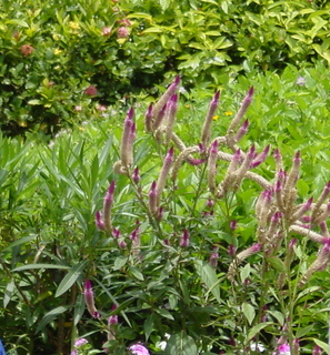 Filename=948.jpg
Filesize=479KiB
Dimensions=900x969
Date added=Sep 15, 2019 948.jpg