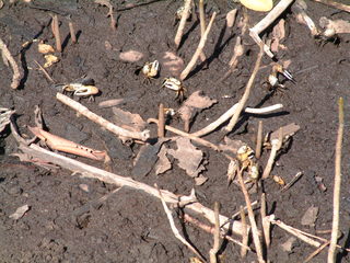 Filename=Cruise_Day_5_-Isla_Margarita-1_003.jpg
Filesize=1231KiB
Dimensions=2048x1536
Date added=Sep 15, 2019 Cruise_Day_5_-Isla_Margarita-1_003.jpg