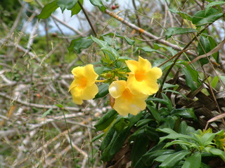 Filename=Cruise_Day_5_-Isla_Margarita-_012.jpg
Filesize=1249KiB
Dimensions=2048x1536
Date added=Sep 15, 2019 Cruise_Day_5_-Isla_Margarita-_012.jpg