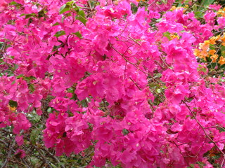 Filename=Cruise_Day_5_-Isla_Margarita-_018.jpg
Filesize=1258KiB
Dimensions=2048x1536
Date added=Sep 15, 2019 Cruise_Day_5_-Isla_Margarita-_018.jpg