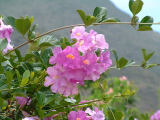 Filename=Cruise_Day_5_-Isla_Margarita-_019.jpg
Filesize=1260KiB
Dimensions=2048x1536
Date added=Sep 15, 2019 Cruise_Day_5_-Isla_Margarita-_019.jpg