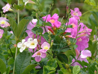 Filename=Cruise_Day_5_-Isla_Margarita-_023.jpg
Filesize=1241KiB
Dimensions=2048x1536
Date added=Sep 15, 2019 Cruise_Day_5_-Isla_Margarita-_023.jpg