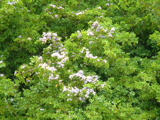 Filename=Cruise_Day_5_-Isla_Margarita-_028.jpg
Filesize=1249KiB
Dimensions=2048x1536
Date added=Sep 15, 2019 Cruise_Day_5_-Isla_Margarita-_028.jpg