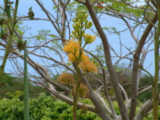 Filename=Cruise_Day_5_-Isla_Margarita-_030.jpg
Filesize=1244KiB
Dimensions=2048x1536
Date added=Sep 15, 2019 Cruise_Day_5_-Isla_Margarita-_030.jpg
