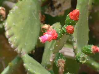 Filename=Cruise_Day_5_-Isla_Margarita-_031.jpg
Filesize=1182KiB
Dimensions=2048x1536
Date added=Sep 15, 2019 Cruise_Day_5_-Isla_Margarita-_031.jpg