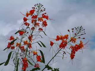 Filename=Cruise_Day_5_-Isla_Margarita-_036.jpg
Filesize=1253KiB
Dimensions=2048x1536
Date added=Sep 15, 2019 Cruise_Day_5_-Isla_Margarita-_036.jpg