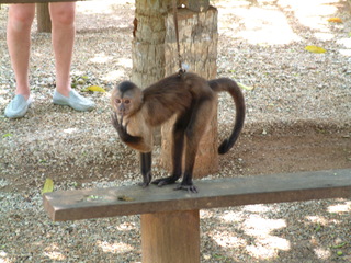 Filename=Cruise_Day_5_-Isla_Margarita-_048.jpg
Filesize=1319KiB
Dimensions=2048x1536
Date added=Sep 15, 2019 Cruise_Day_5_-Isla_Margarita-_048.jpg