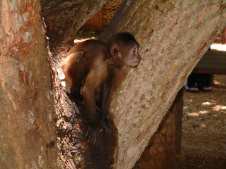 Filename=Cruise_Day_5_-Isla_Margarita-_049.jpg
Filesize=1270KiB
Dimensions=2048x1536
Date added=Sep 15, 2019 Cruise_Day_5_-Isla_Margarita-_049.jpg