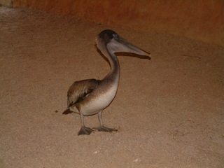 Filename=Cruise_Day_5_-Isla_Margarita-_055.jpg
Filesize=1227KiB
Dimensions=2048x1536
Date added=Sep 15, 2019 Cruise_Day_5_-Isla_Margarita-_055.jpg