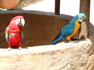 Filename=Cruise_Day_5_-Isla_Margarita-_060.jpg
Filesize=1337KiB
Dimensions=2048x1536
Date added=Sep 15, 2019 Cruise_Day_5_-Isla_Margarita-_060.jpg