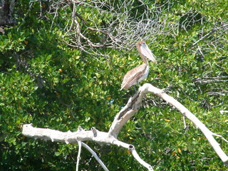 Filename=Cruise_Day_5_-Isla_Margarita-_070.jpg
Filesize=1278KiB
Dimensions=2048x1536
Date added=Sep 15, 2019 Cruise_Day_5_-Isla_Margarita-_070.jpg