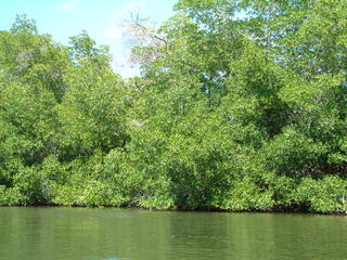 Filename=Cruise_Day_5_-Isla_Margarita-_071.jpg
Filesize=1237KiB
Dimensions=2048x1536
Date added=Sep 15, 2019 Cruise_Day_5_-Isla_Margarita-_071.jpg