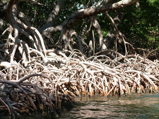 Filename=Cruise_Day_5_-Isla_Margarita-_078.jpg
Filesize=1248KiB
Dimensions=2048x1536
Date added=Sep 15, 2019 Cruise_Day_5_-Isla_Margarita-_078.jpg
