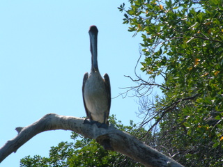 Filename=Cruise_Day_5_-Isla_Margarita-_090.jpg
Filesize=1326KiB
Dimensions=2048x1536
Date added=Sep 15, 2019 Cruise_Day_5_-Isla_Margarita-_090.jpg