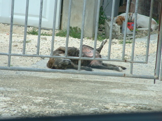 Filename=Cruise_Day_6_-Barbados-1_034.jpg
Filesize=1345KiB
Dimensions=2048x1536
Date added=Sep 15, 2019 Cruise_Day_6_-Barbados-1_034.jpg