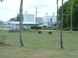 Filename=Cruise_Day_6_-Barbados-_002.jpg
Filesize=1330KiB
Dimensions=2048x1536
Date added=Sep 15, 2019 Cruise_Day_6_-Barbados-_002.jpg