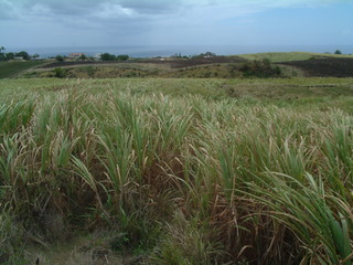 Filename=Cruise_Day_6_-Barbados-_006.jpg
Filesize=1228KiB
Dimensions=2048x1536
Date added=Sep 15, 2019 Cruise_Day_6_-Barbados-_006.jpg