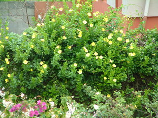 Filename=Cruise_Day_6_-Barbados-_022.jpg
Filesize=1270KiB
Dimensions=2048x1536
Date added=Sep 15, 2019 Cruise_Day_6_-Barbados-_022.jpg