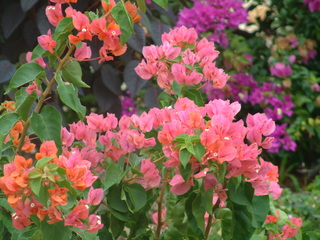 Filename=Cruise_Day_6_-Barbados-_023.jpg
Filesize=1242KiB
Dimensions=2048x1536
Date added=Sep 15, 2019 Cruise_Day_6_-Barbados-_023.jpg