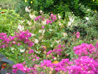 Filename=Cruise_Day_6_-Barbados-_024.jpg
Filesize=1304KiB
Dimensions=2048x1536
Date added=Sep 15, 2019 Cruise_Day_6_-Barbados-_024.jpg