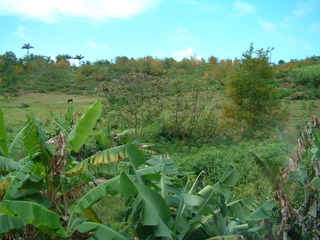 Filename=Cruise_Day_6_-Barbados-_026.jpg
Filesize=1296KiB
Dimensions=2048x1536
Date added=Sep 15, 2019 Cruise_Day_6_-Barbados-_026.jpg
