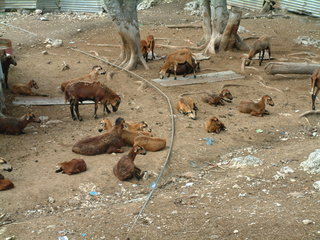 Filename=Cruise_Day_6_-Barbados-_062.jpg
Filesize=1240KiB
Dimensions=2048x1536
Date added=Sep 15, 2019 Cruise_Day_6_-Barbados-_062.jpg
