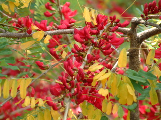 Filename=Cruise_Day_7_-Dominica-_006.jpg
Filesize=1228KiB
Dimensions=2048x1536
Date added=Sep 15, 2019 Cruise_Day_7_-Dominica-_006.jpg