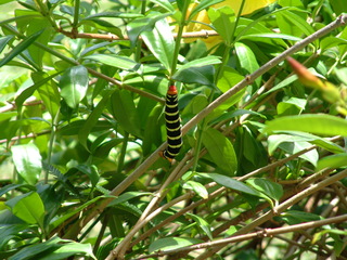 Filename=Cruise_Day_7_-Dominica-_025.jpg
Filesize=1276KiB
Dimensions=2048x1536
Date added=Sep 15, 2019 Cruise_Day_7_-Dominica-_025.jpg