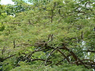 Filename=Cruise_Day_7_-Dominica-_027.jpg
Filesize=1230KiB
Dimensions=2048x1536
Date added=Sep 15, 2019 Cruise_Day_7_-Dominica-_027.jpg