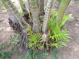 Filename=Cruise_Day_7_-Dominica-_028.jpg
Filesize=1254KiB
Dimensions=2048x1536
Date added=Sep 15, 2019 Cruise_Day_7_-Dominica-_028.jpg