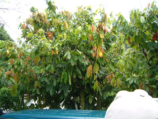 Filename=Cruise_Day_7_-Dominica-_031.jpg
Filesize=1344KiB
Dimensions=2048x1536
Date added=Sep 15, 2019 Cruise_Day_7_-Dominica-_031.jpg