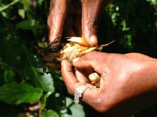 Filename=Cruise_Day_7_-Dominica-_045.jpg
Filesize=1132KiB
Dimensions=2048x1536
Date added=Sep 15, 2019 Cruise_Day_7_-Dominica-_045.jpg