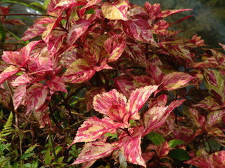 Filename=Cruise_Day_7_-Dominica-_065.jpg
Filesize=1263KiB
Dimensions=2048x1536
Date added=Sep 15, 2019 Cruise_Day_7_-Dominica-_065.jpg