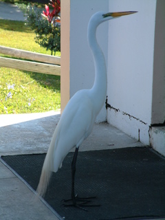 Filename=Post_Cruise_004.jpg
Filesize=1221KiB
Dimensions=1536x2048
Date added=Sep 15, 2019 Post_Cruise_004.jpg