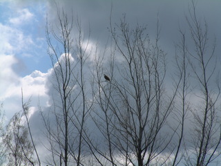 Filename=Post_Cruise_018.jpg
Filesize=1279KiB
Dimensions=2048x1536
Date added=Sep 15, 2019 Post_Cruise_018.jpg