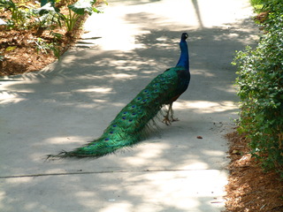 Filename=Post_Cruise_026.jpg
Filesize=1329KiB
Dimensions=2048x1536
Date added=Sep 15, 2019 Post_Cruise_026.jpg