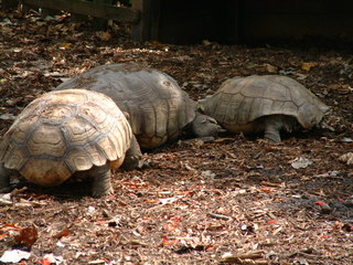 Filename=Post_Cruise_034.jpg
Filesize=1250KiB
Dimensions=2048x1536
Date added=Sep 15, 2019 Post_Cruise_034.jpg