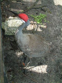 Filename=Post_Cruise_037.jpg
Filesize=1200KiB
Dimensions=1536x2048
Date added=Sep 15, 2019 Post_Cruise_037.jpg