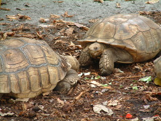 Filename=Post_Cruise_044.jpg
Filesize=1259KiB
Dimensions=2048x1536
Date added=Sep 15, 2019 Post_Cruise_044.jpg