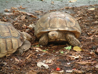 Filename=Post_Cruise_045.jpg
Filesize=1265KiB
Dimensions=2048x1536
Date added=Sep 15, 2019 Post_Cruise_045.jpg