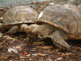 Filename=Post_Cruise_046.jpg
Filesize=1291KiB
Dimensions=2048x1536
Date added=Sep 15, 2019 Post_Cruise_046.jpg