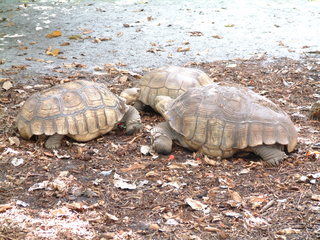 Filename=Post_Cruise_047.jpg
Filesize=1267KiB
Dimensions=2048x1536
Date added=Sep 15, 2019 Post_Cruise_047.jpg