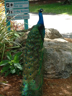 Filename=Post_Cruise_050.jpg
Filesize=1290KiB
Dimensions=1536x2048
Date added=Sep 15, 2019 Post_Cruise_050.jpg