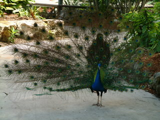 Filename=Post_Cruise_056.jpg
Filesize=1223KiB
Dimensions=2048x1536
Date added=Sep 15, 2019 Post_Cruise_056.jpg