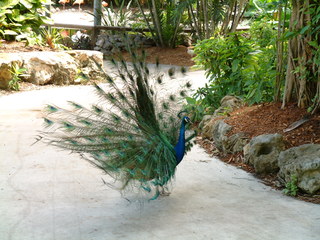 Filename=Post_Cruise_057.jpg
Filesize=1289KiB
Dimensions=2048x1536
Date added=Sep 15, 2019 Post_Cruise_057.jpg