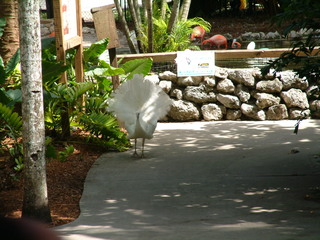 Filename=Post_Cruise_059.jpg
Filesize=1239KiB
Dimensions=2048x1536
Date added=Sep 15, 2019 Post_Cruise_059.jpg