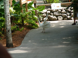 Filename=Post_Cruise_060.jpg
Filesize=1248KiB
Dimensions=2048x1536
Date added=Sep 15, 2019 Post_Cruise_060.jpg